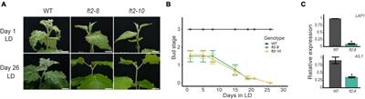 FLOWERING LOCUS T2 Promotes Shoot Apex Development and Restricts Internode Elongation via the 13-Hydroxylation Gibberellin Biosynthesis Pathway in Poplar